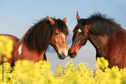 Fototapeta Naklejka Na Ścianę i Meble -  Pferdekuss im Raps