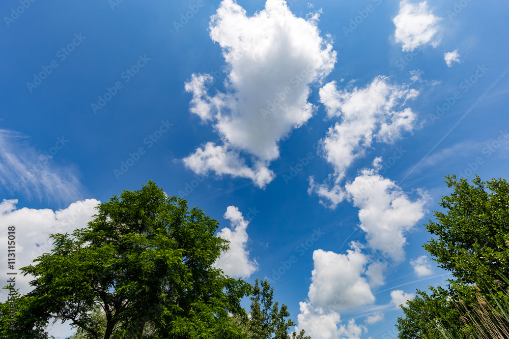 Blue sky with white clouds framed by trees