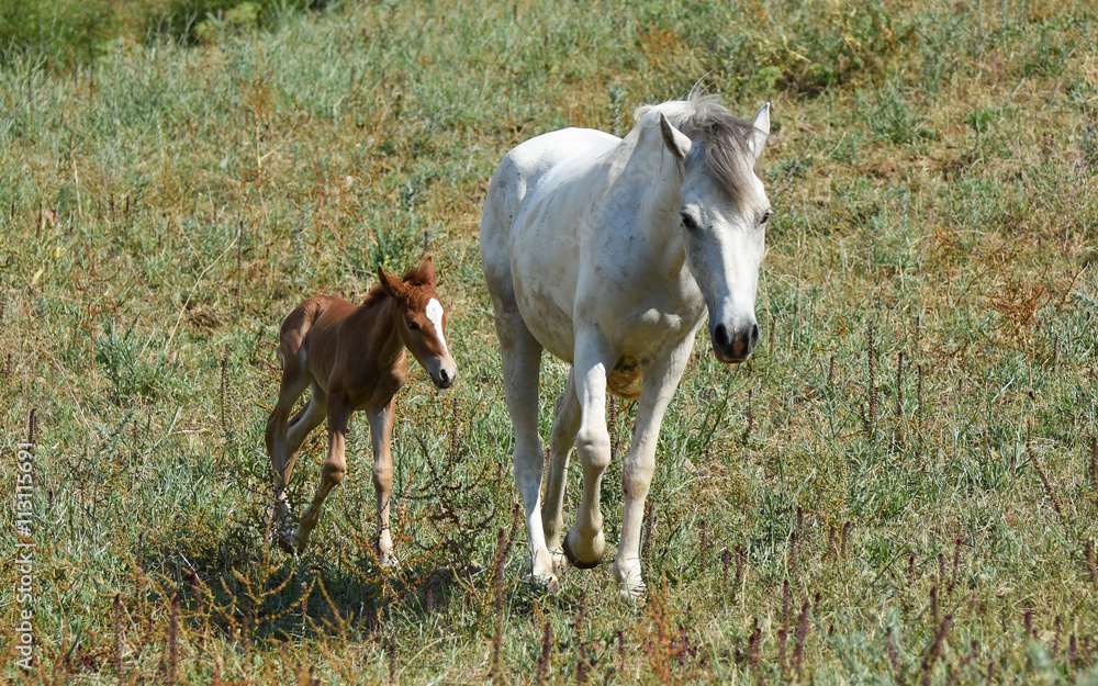Mother horse and baby horse walking on grass. Mother horse and baby horse walking on grass.