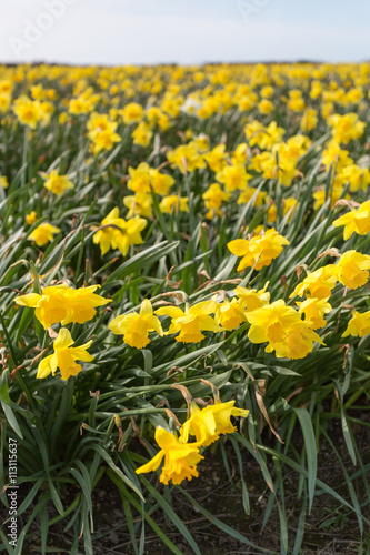 Daffodil fields  © pbnash1964