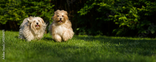 Two happy havanese dog is running towards the camera in the gras