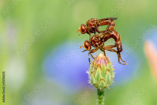 Gemeine Breitstirnblasenkopffliege (Sicus ferrugineus) Pärchen bei der Paarung photo