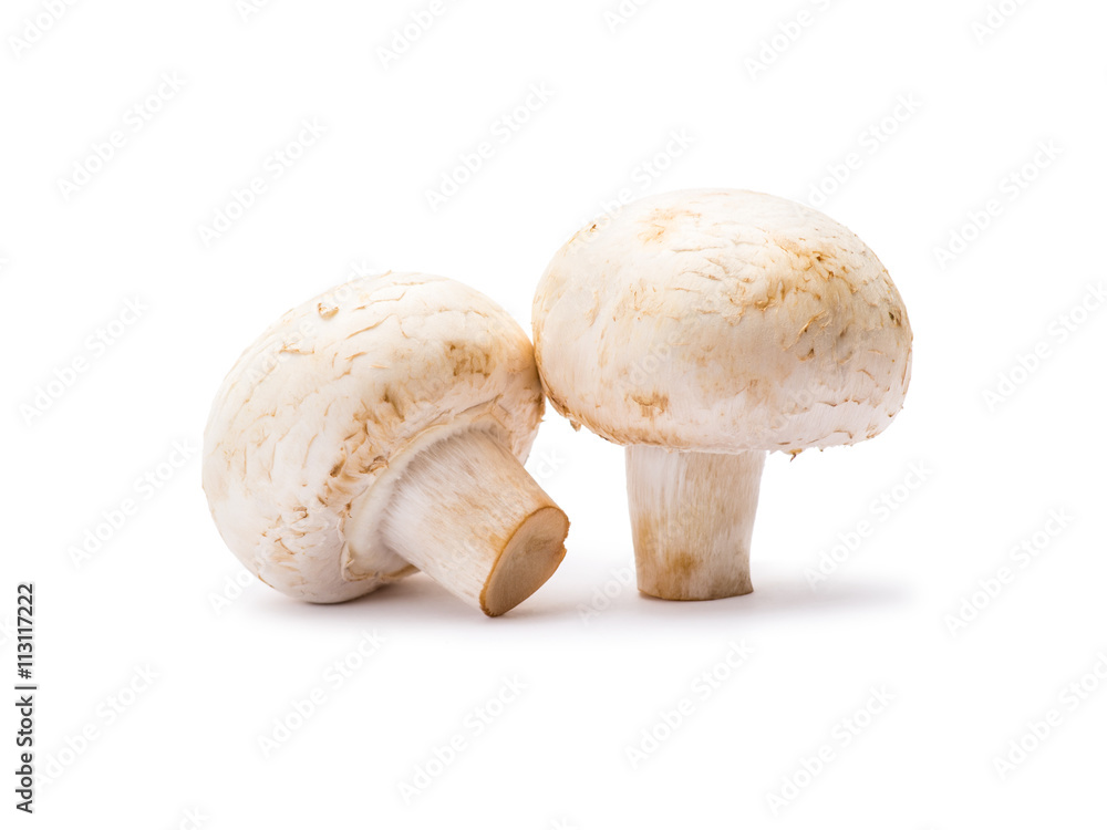 Champignon Mushrooms Isolated on White Champignon Mushrooms Isolated on White