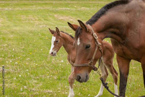 The heads of a mare and her foal in a pasture.