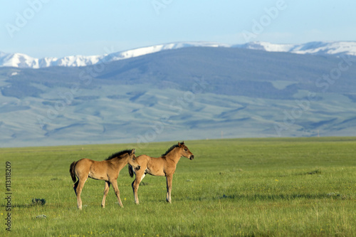 young horses-Rocky Mountains  Wyoming
