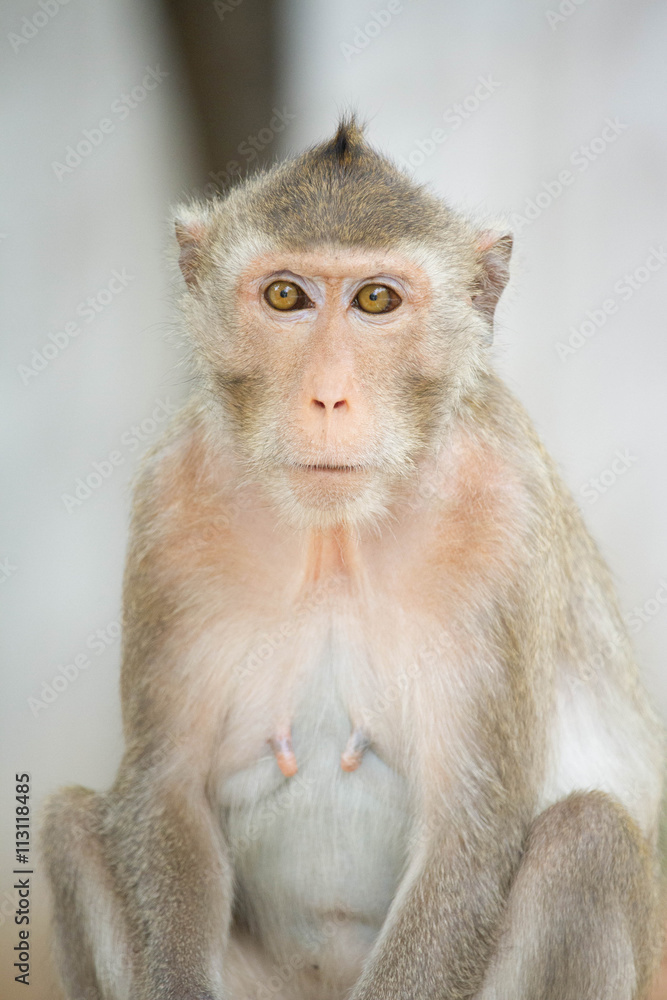 Fototapeta premium サルのポートレート 