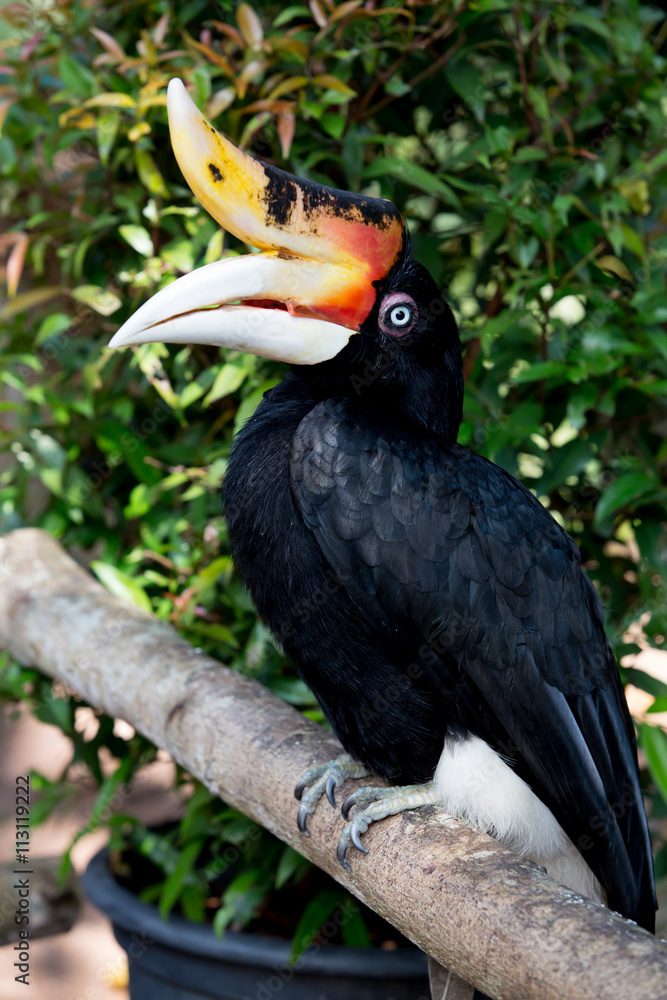 Wreathed Hornbill stand on the branch Wreathed Hornbill stand on the branch