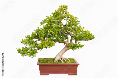 green bonsai tree of chinese littleleaf box