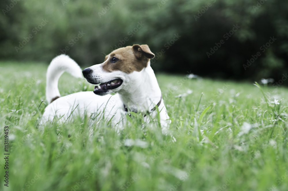 Happy dog on green grass