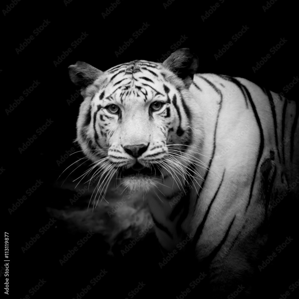 Black & White Tiger Black & White Tiger