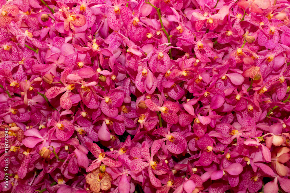 pink  orchid background