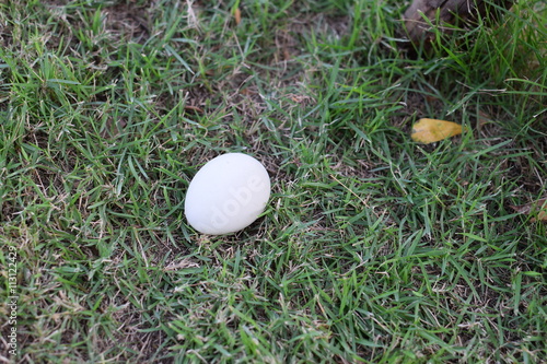White egg on green grass