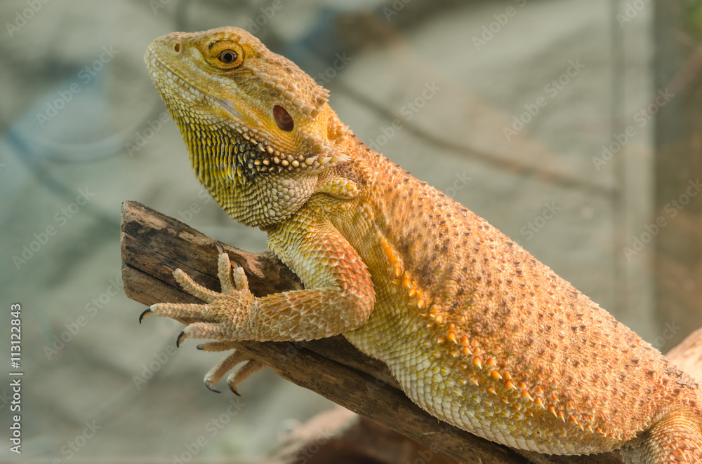 Obraz premium Central Bearded Dragon (Pogona vitticeps).