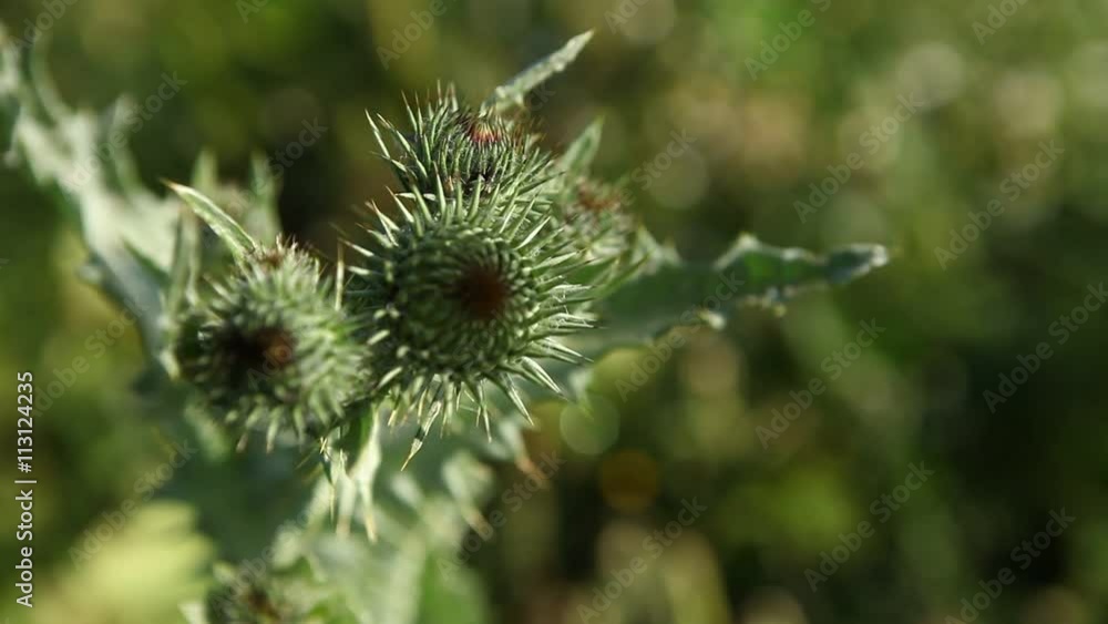 Flowers in the Garden
