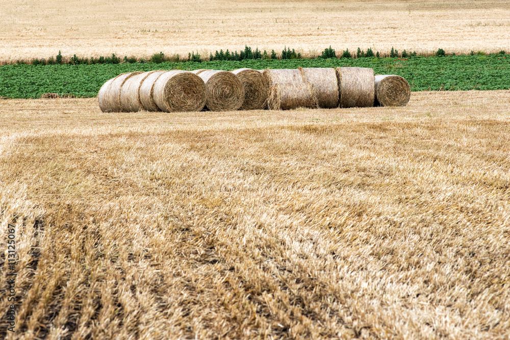 Freshly cut and raked agricultural field