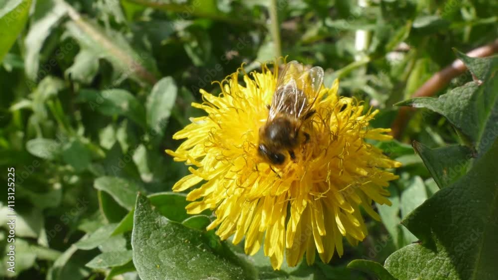 A bee collecting pollen from a dandelion