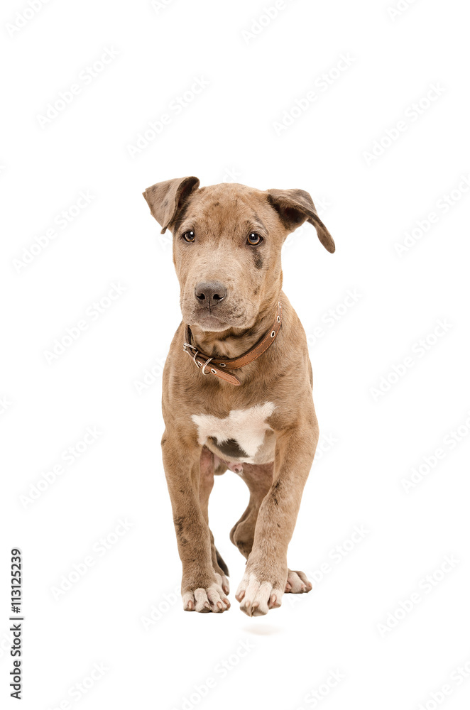 Portrait of a pit bull puppy walking