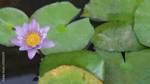 Micro shot of the Flowers photo