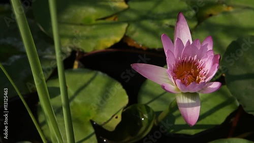 Micro shot of the Flower photo