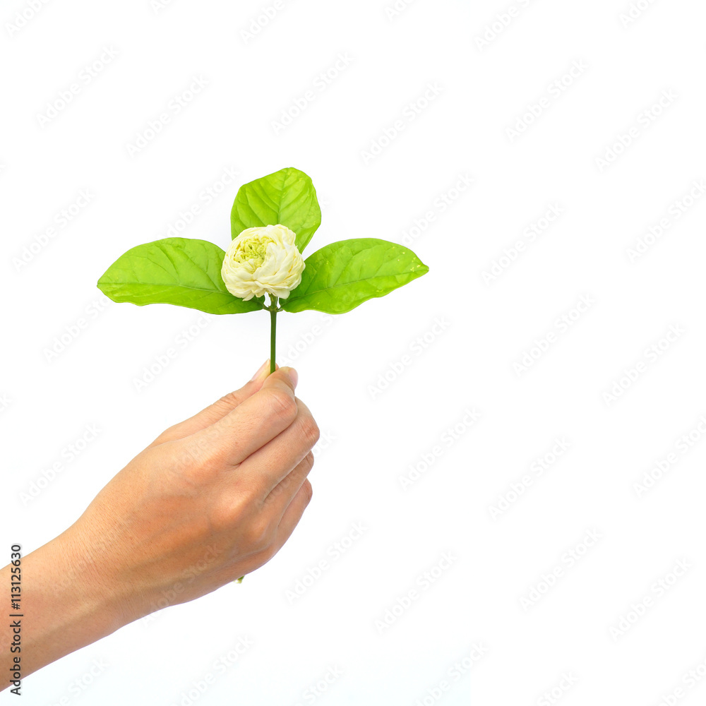 Hand Holding Jasmine flower on white background Hand Holding Jasmine flower on white background