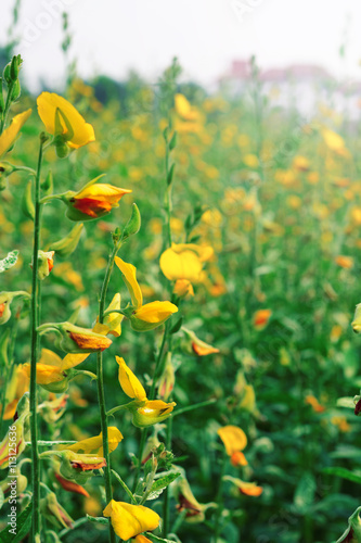 sunhemp field (crotalaria juncea, Indian hemp). farmer grow sunn hemp field to improve the soil.