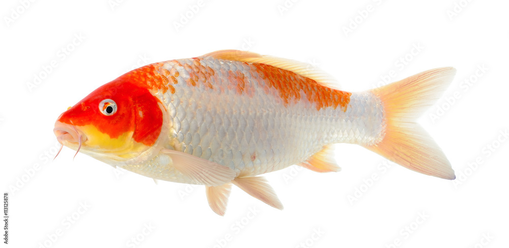 Fototapeta premium Koi fish isolated on the white background