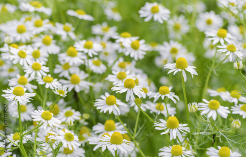 Chamomile flower