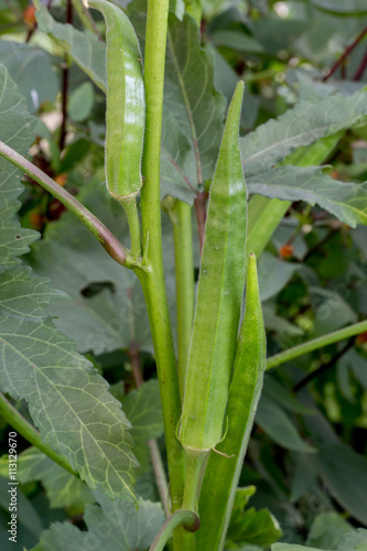 okra on tree