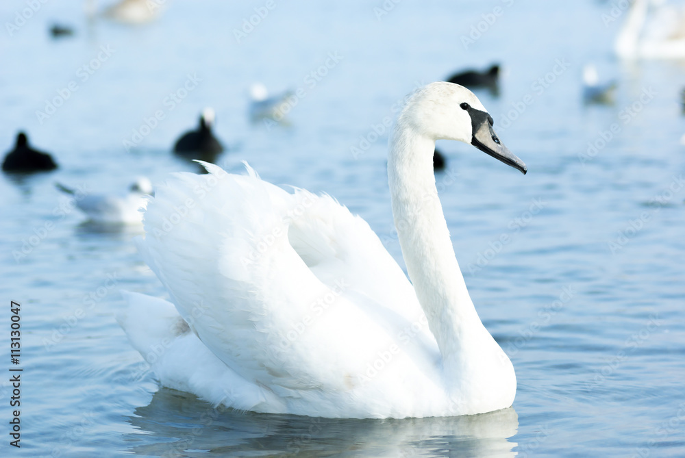Obraz premium Beautiful wild swans, ducks and gulls float near the Black Sea c