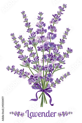 Beautiful bouquet of lavender flowers. Botanical illustration.