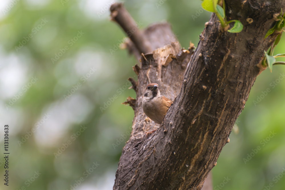 Bird (Eurasian Tree Sparrow) on a tree