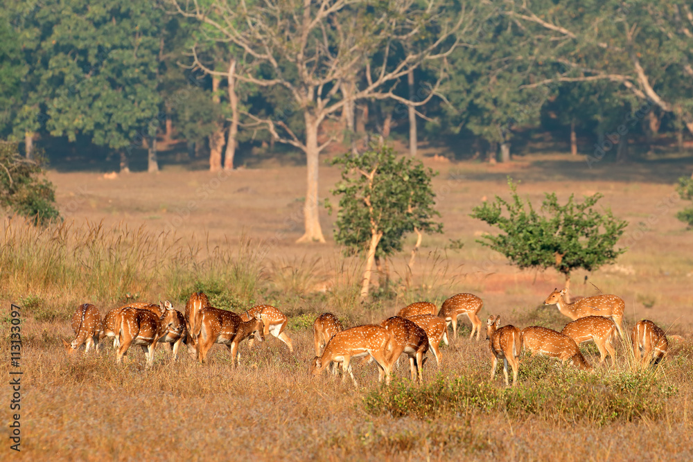 Group of spotted deer or chital (Axis axis) in natural habitat, Kanha National Park, India. Group of spotted deer or chital (Axis axis) in natural habitat, Kanha National Park, India.