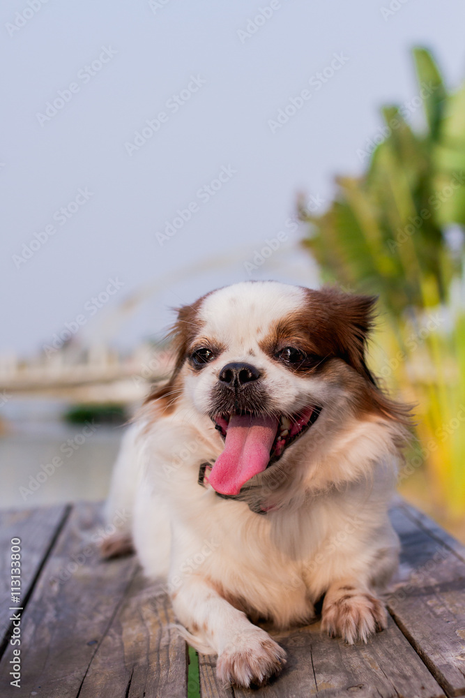 Cute dog,Cute puppy Cute dog,Cute puppy