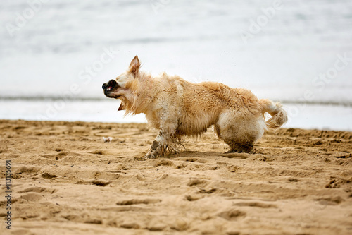 Dog shaking water on the beach © Vista Photo