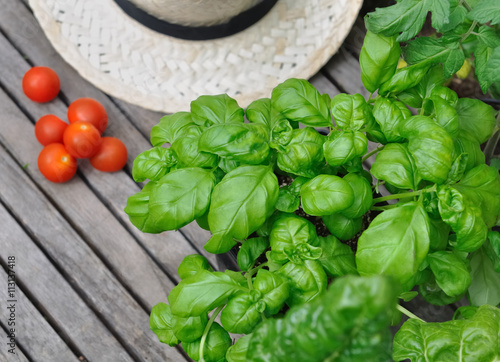 basilic, tomates, chapeau sur planche en bois