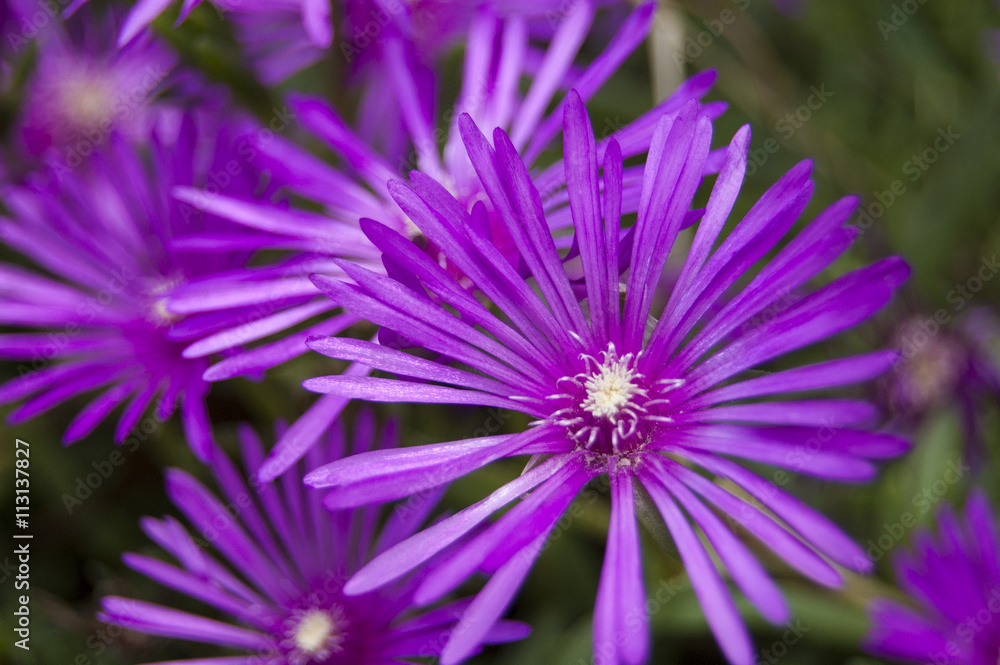 Obraz premium Wallpaper Macro violet Flower