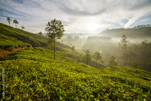 Sunrise over tea plantations in Munnar, Kerala, India