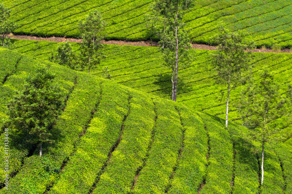 Tea plantations in Munnar, Kerala, India Tea plantations in Munnar, Kerala, India