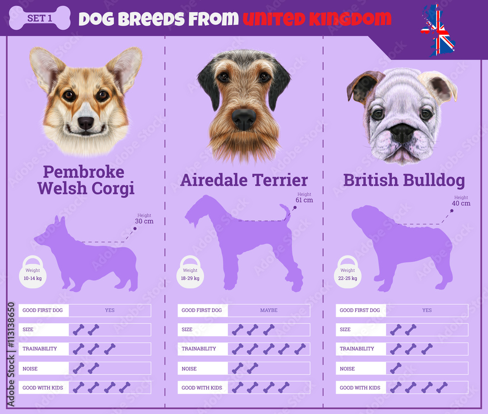 Φωτογραφία Dogs breed infographics types of dog breeds from United Kingdom.