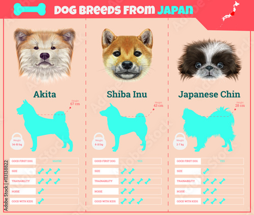 Fényképezés Dogs breed vector infographics types of dog breeds from Japan.