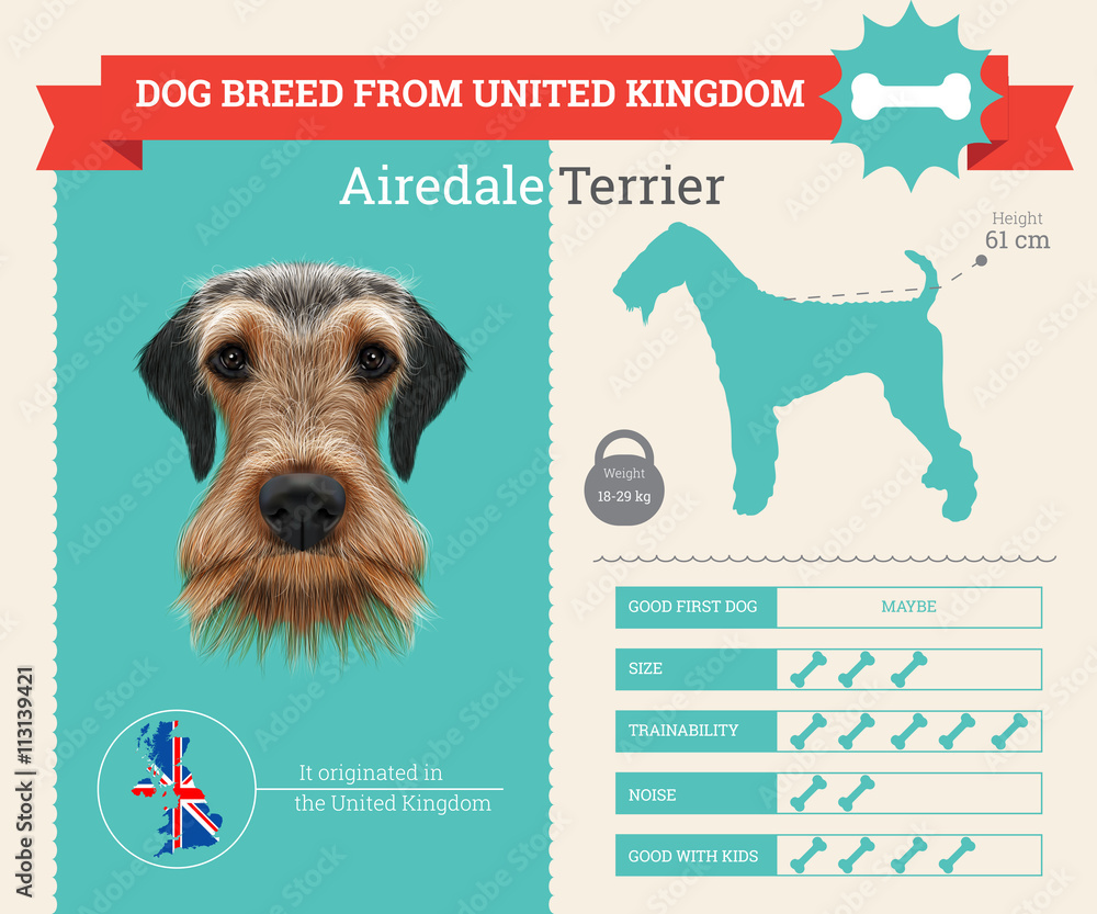 Fotografie Airedale Terrier Dog breed vector infographics.