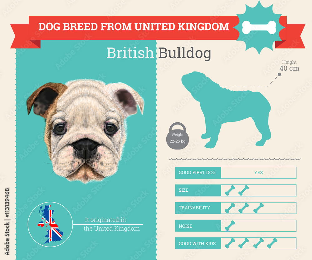 Fotografie British bulldog breed vector infographics