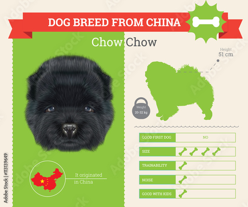 Chow Chow Dog breed vector infographics set. photo