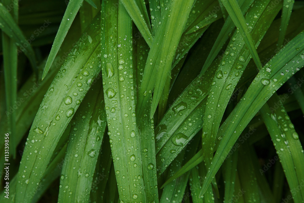 Background of green leaves with rain drops Background of green leaves with rain drops