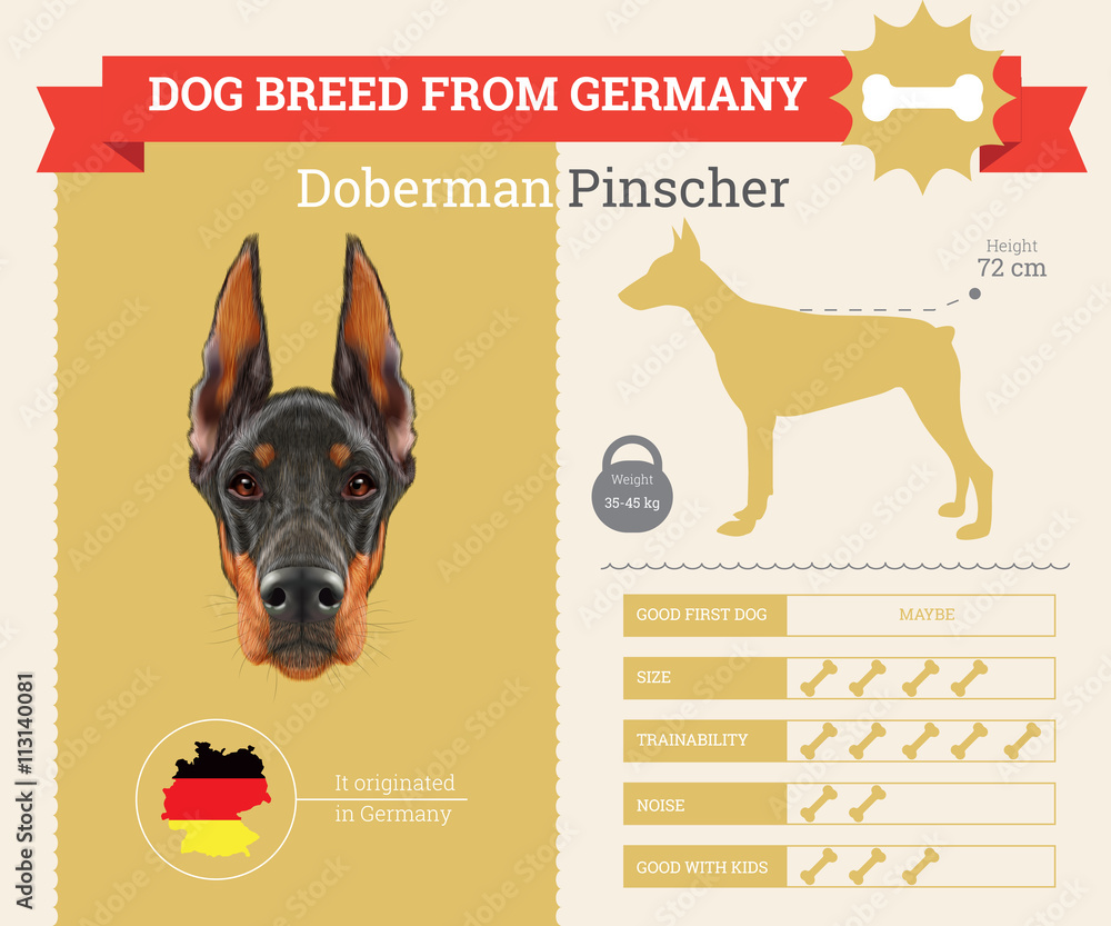 Are Doberman Good First Dogs