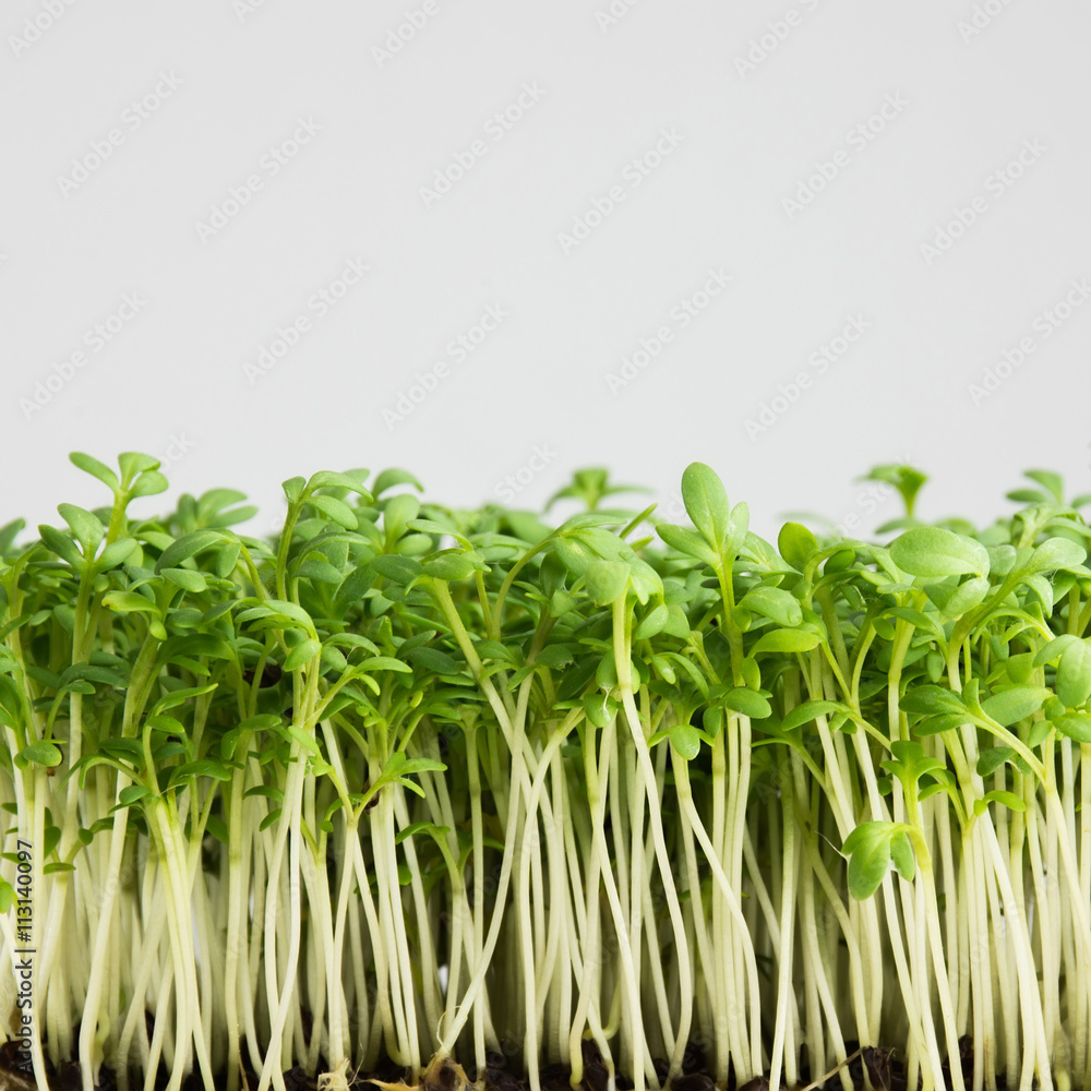 Sprouts of garden cress ready for cooking Sprouts of garden cress ready for cooking