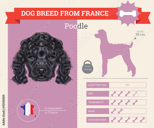 Poodle Dog breed vector infographics.