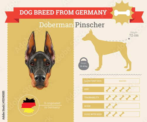 Doberman Pinscher Dog breed vector infographics