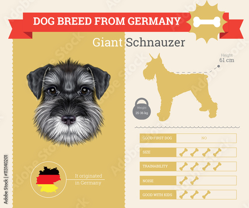 Schnauzer Dog breed vector infographics.