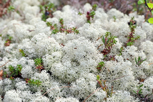 Wallpaper Mural Plants of a northern country Torontodigital.ca